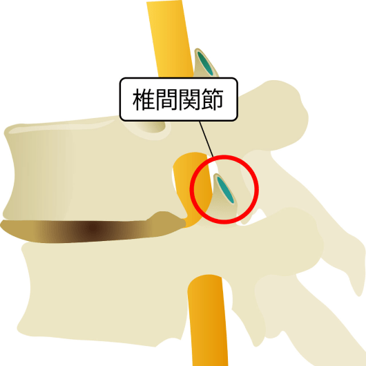 椎間関節