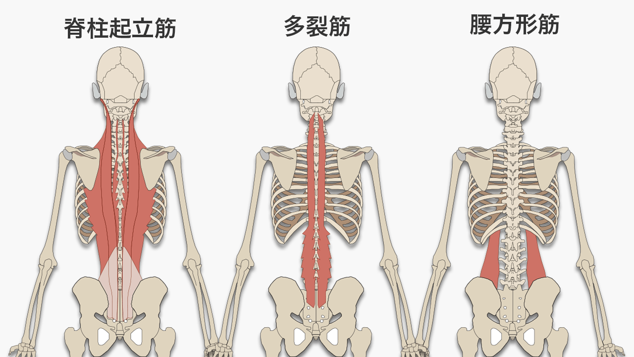 脊柱起立筋、多裂筋、腰方形筋