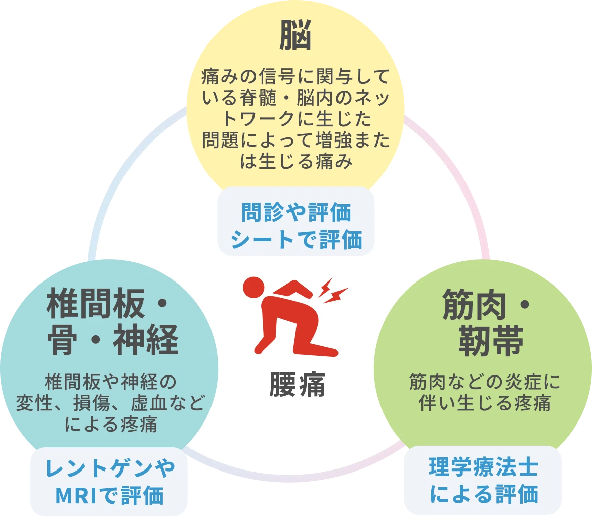 「脳」痛みの信号に関与している脊髄・脳内のネットワークに生じた問題によって増強または生じる痛み、「椎間板・骨・神経」椎間板や神経の変性、損傷、虚血などによる疼痛、「筋肉・靭帯」筋肉などの炎症に伴い生じる疼痛