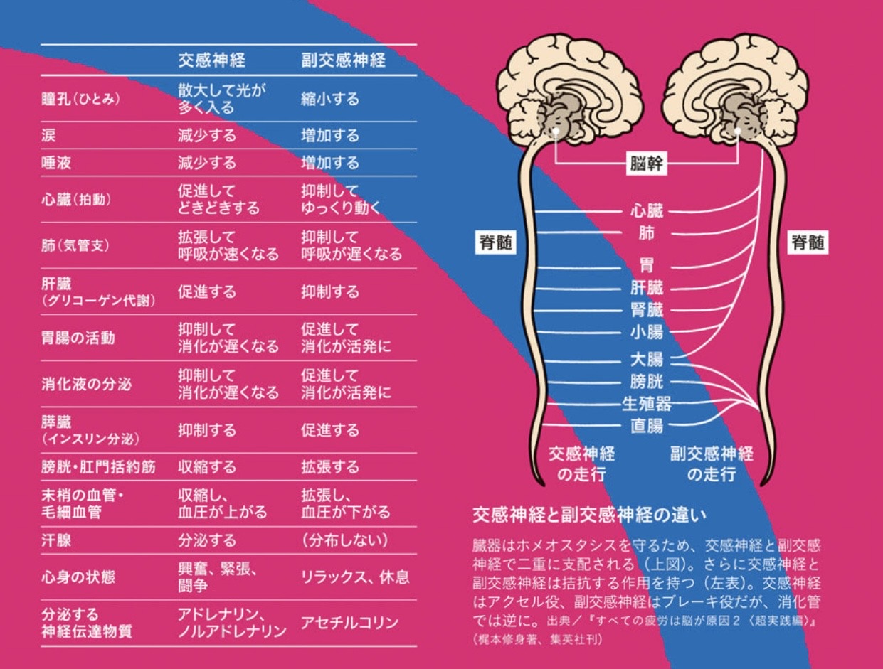 やさしい自律神経生理学 命を支える仕組み やさしい自律神経生理学―命を支える仕組み | 鈴木 郁子 |本